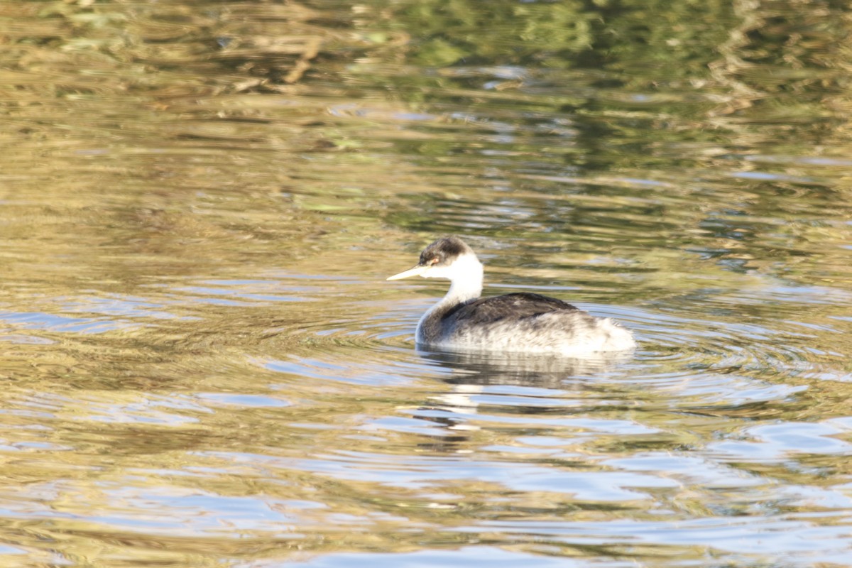Western Grebe - ML644861450