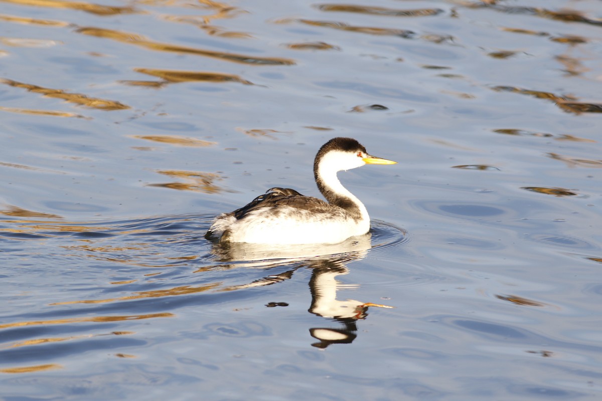 Clark's Grebe - ML644861451