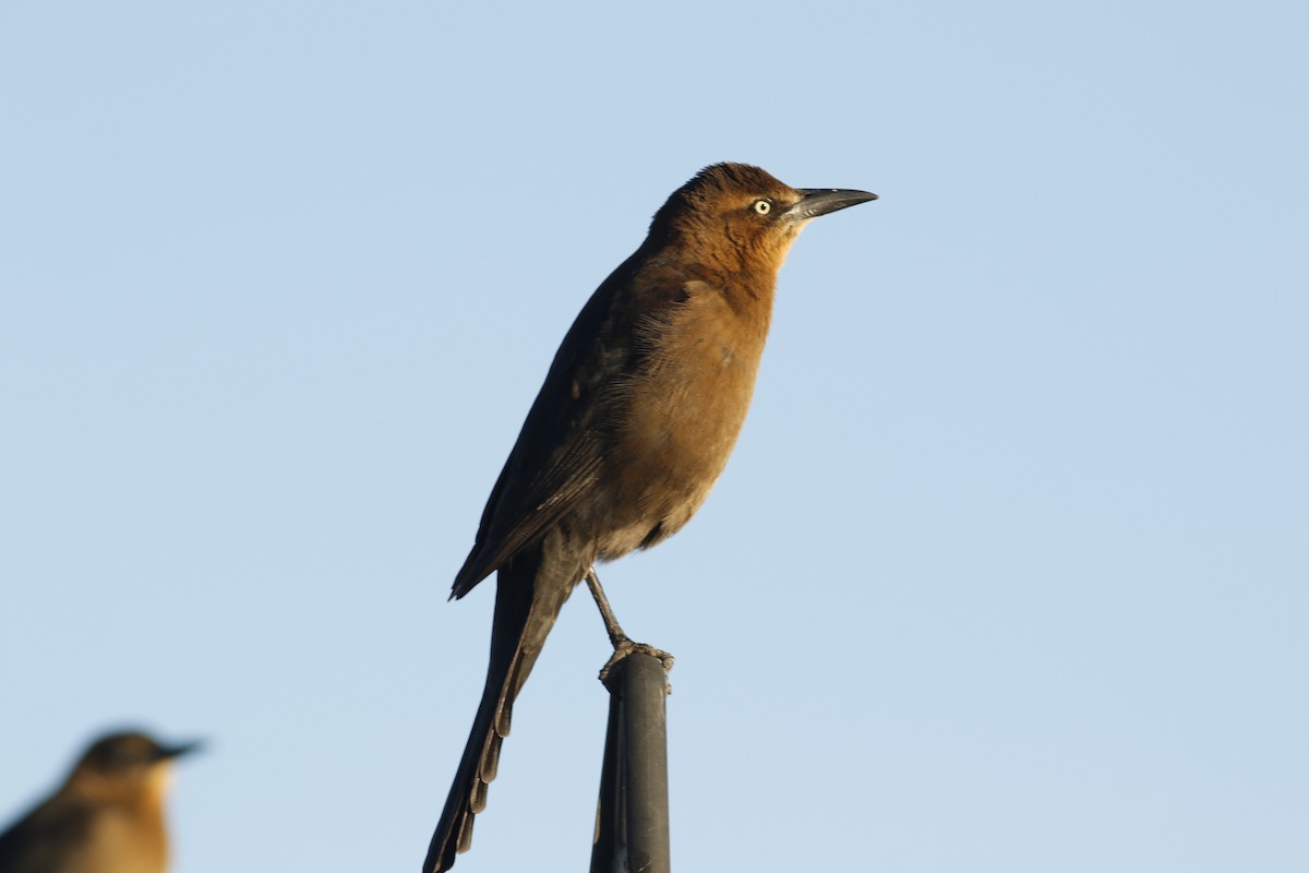 Great-tailed Grackle - ML644861453