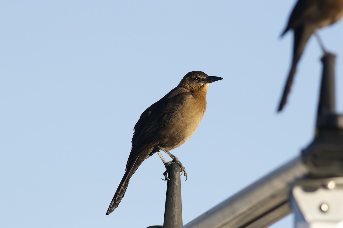 Great-tailed Grackle - ML644861454