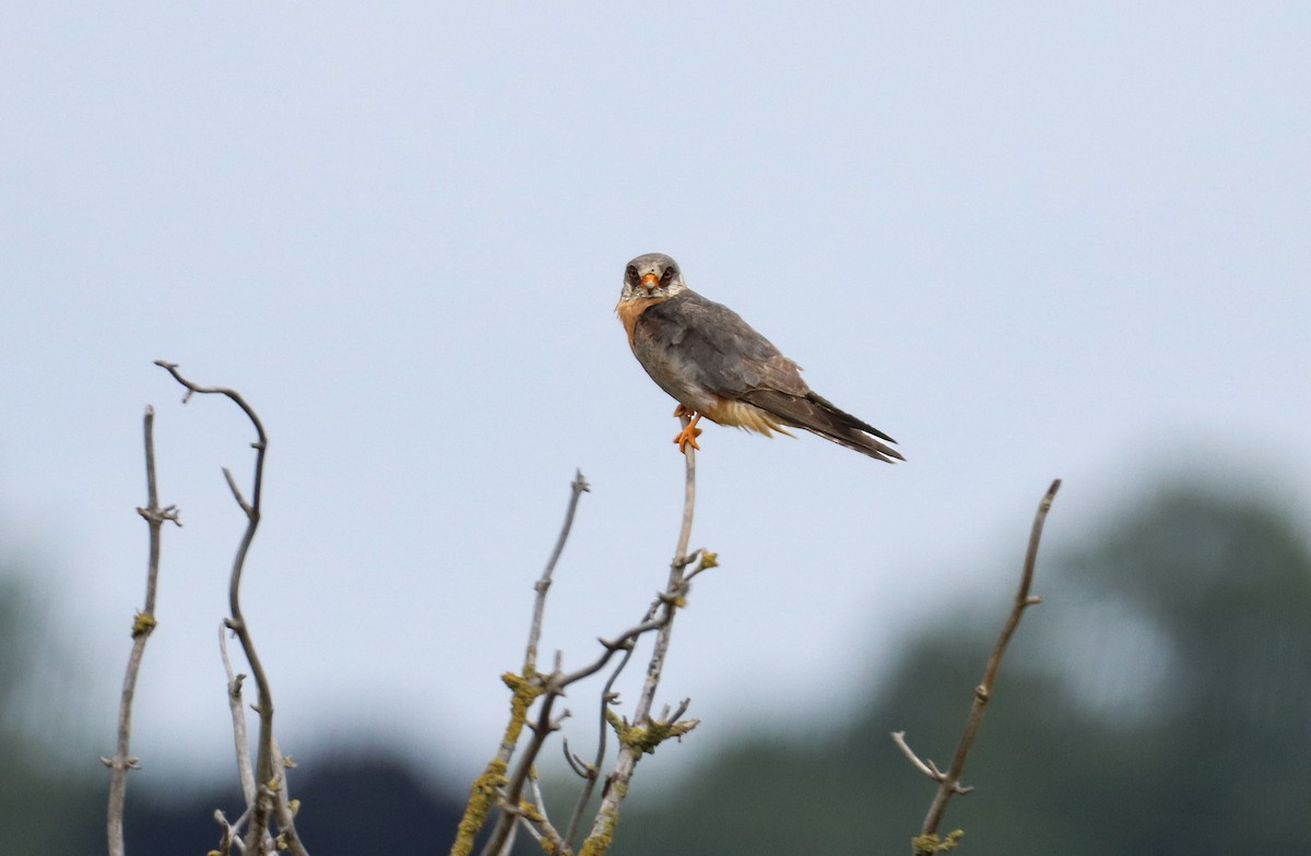 Red-footed Falcon - ML644861485