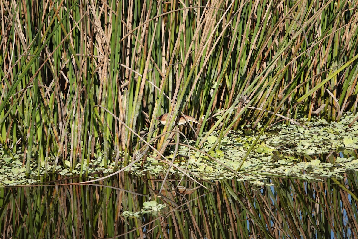 Least Bittern - ML644861488