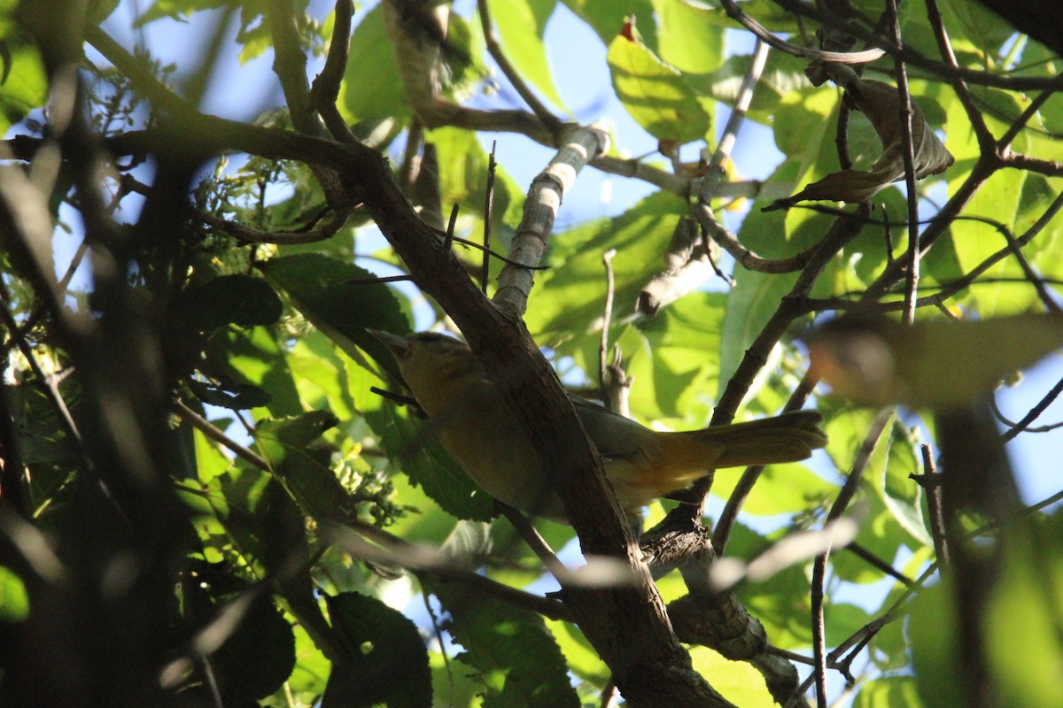 ボルチモアムクドリモドキ - ML644861496