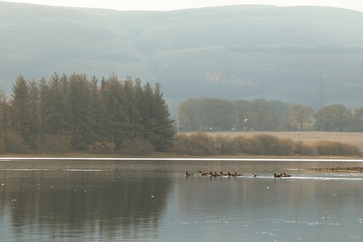 Canada Goose - ML644861498