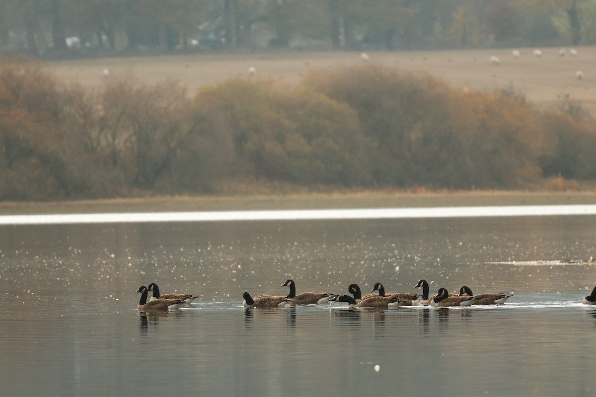 Canada Goose - ML644861499