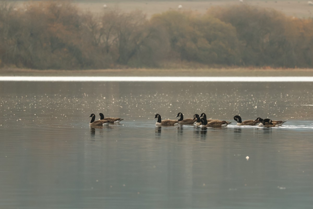 Canada Goose - ML644861500