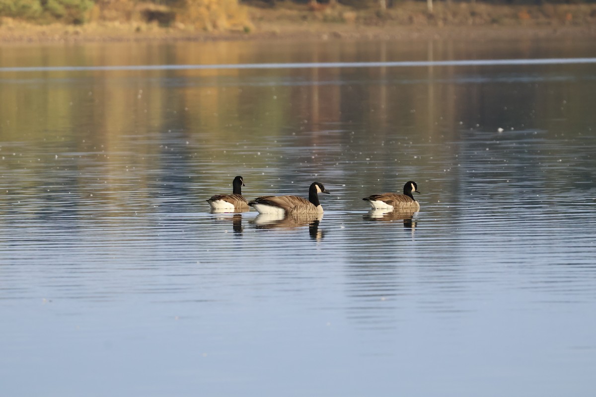 Canada Goose - ML644861501