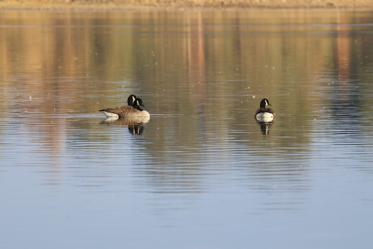 Canada Goose - ML644861502
