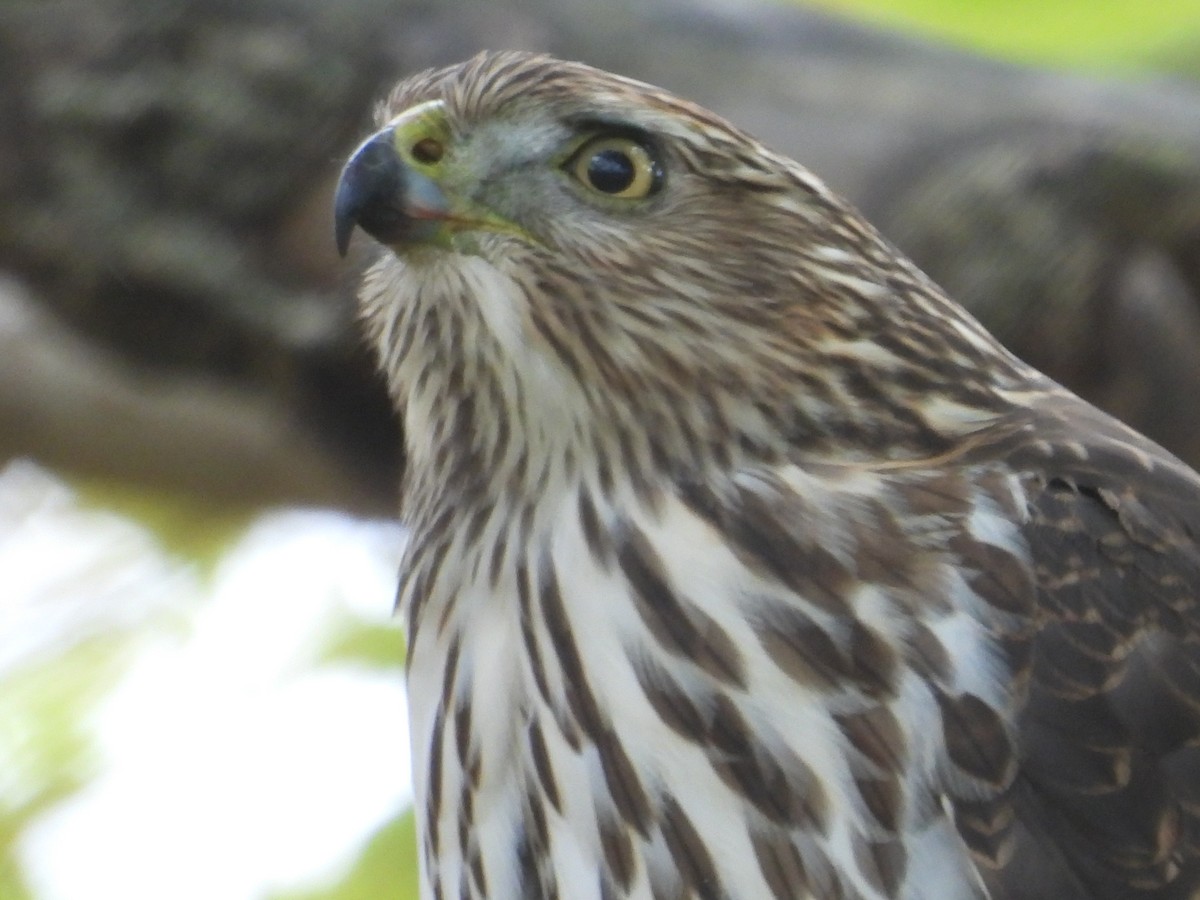 Cooper's Hawk - ML644861503