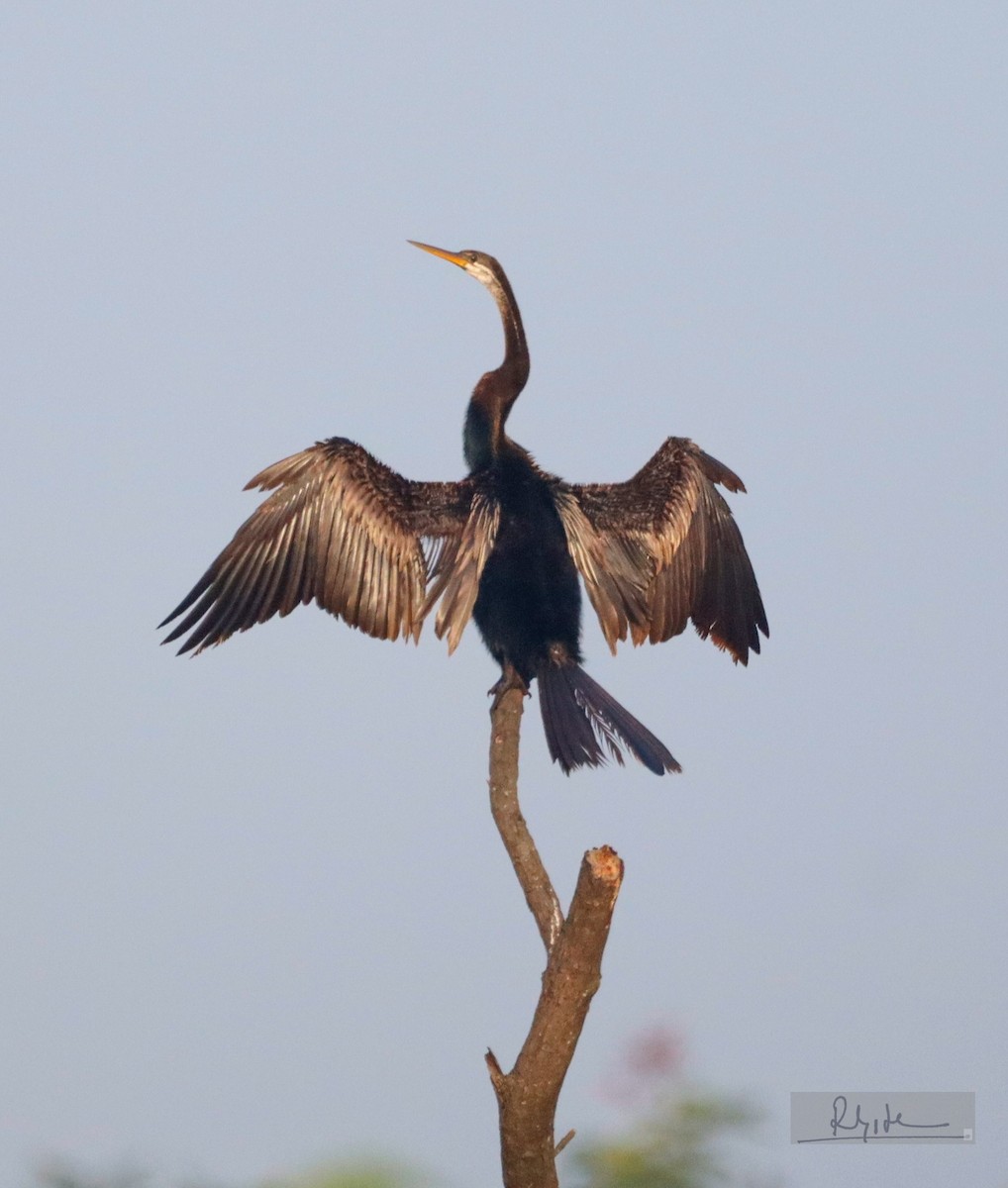 Doğu Yılanboyunu - ML644861514