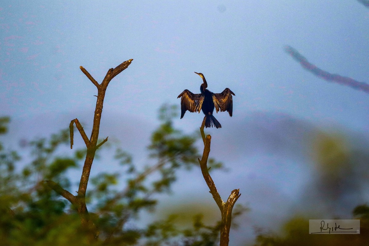 Doğu Yılanboyunu - ML644861526