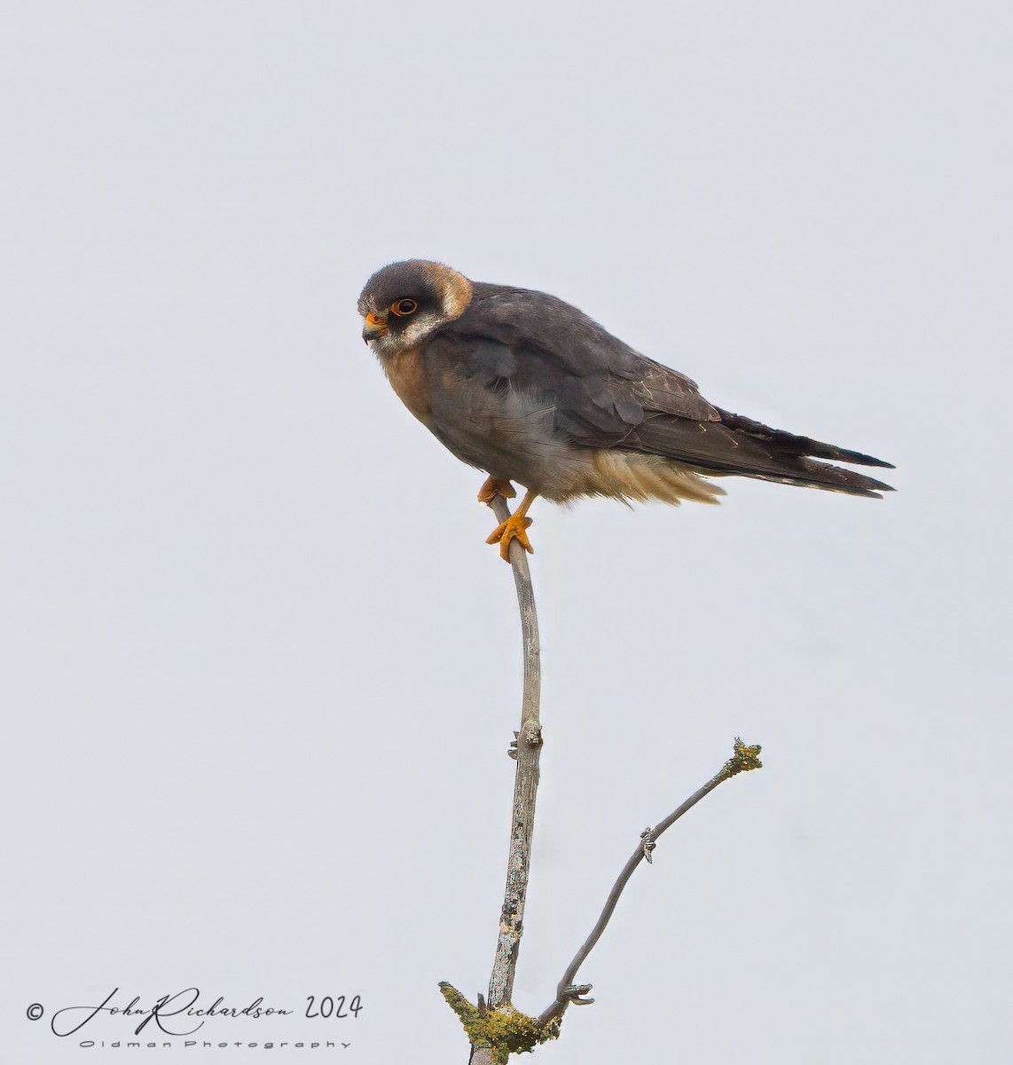 Red-footed Falcon - ML644861537