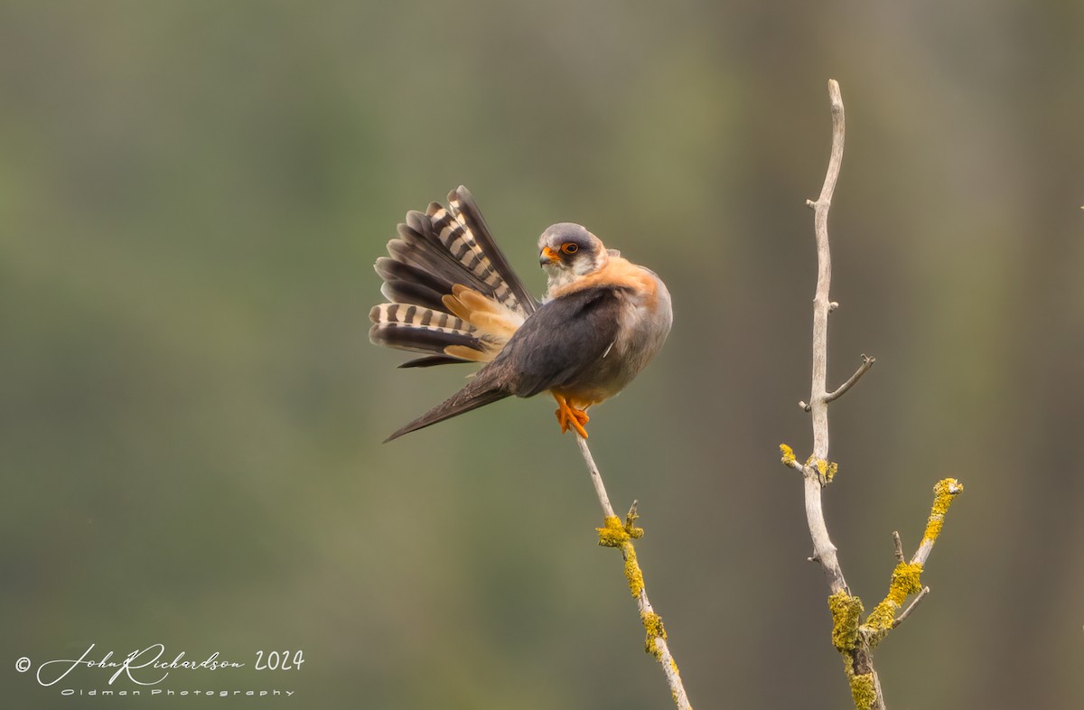Red-footed Falcon - ML644861541