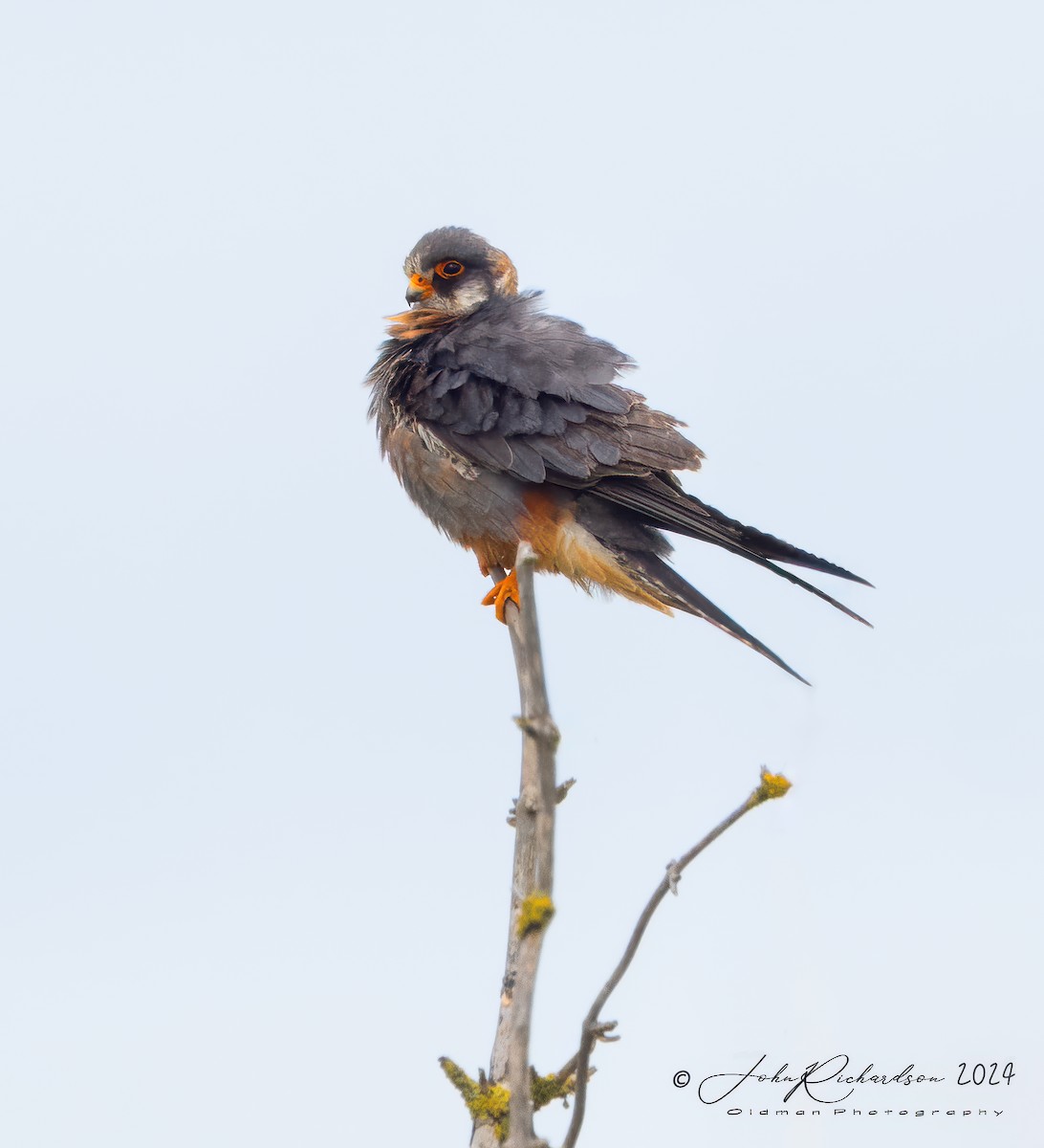 Red-footed Falcon - ML644861542