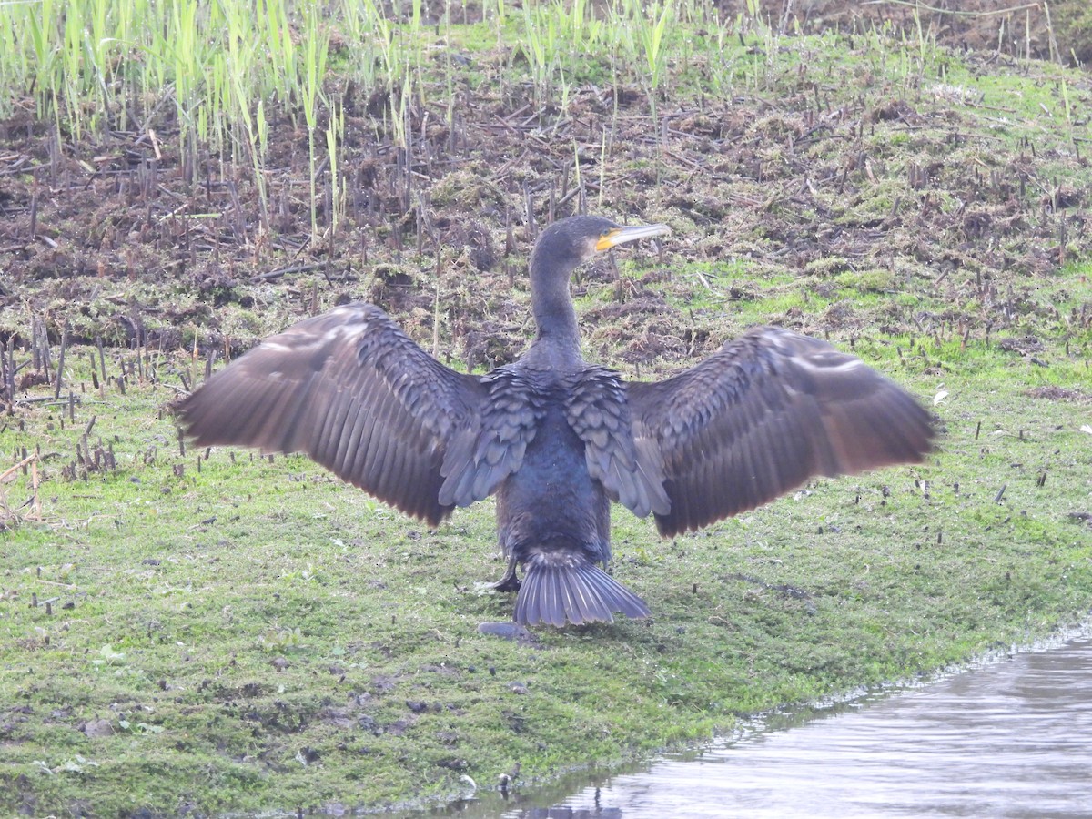 kormorán velký - ML644861554