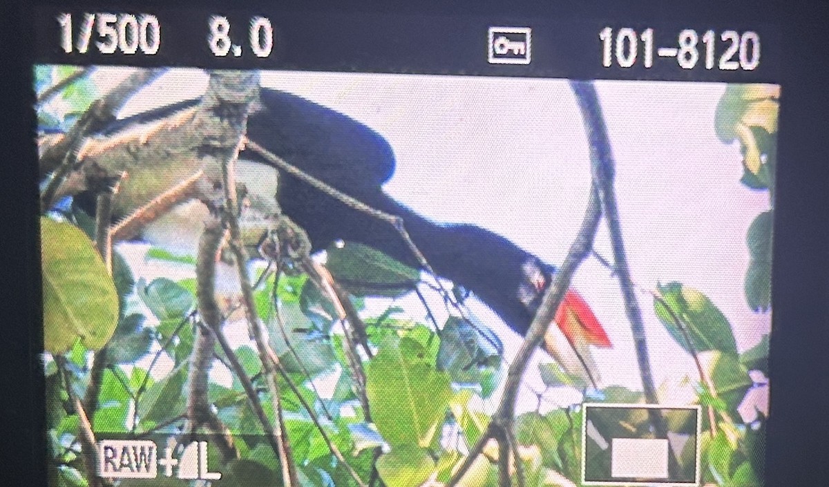 Rhinoceros Hornbill - ML644861555