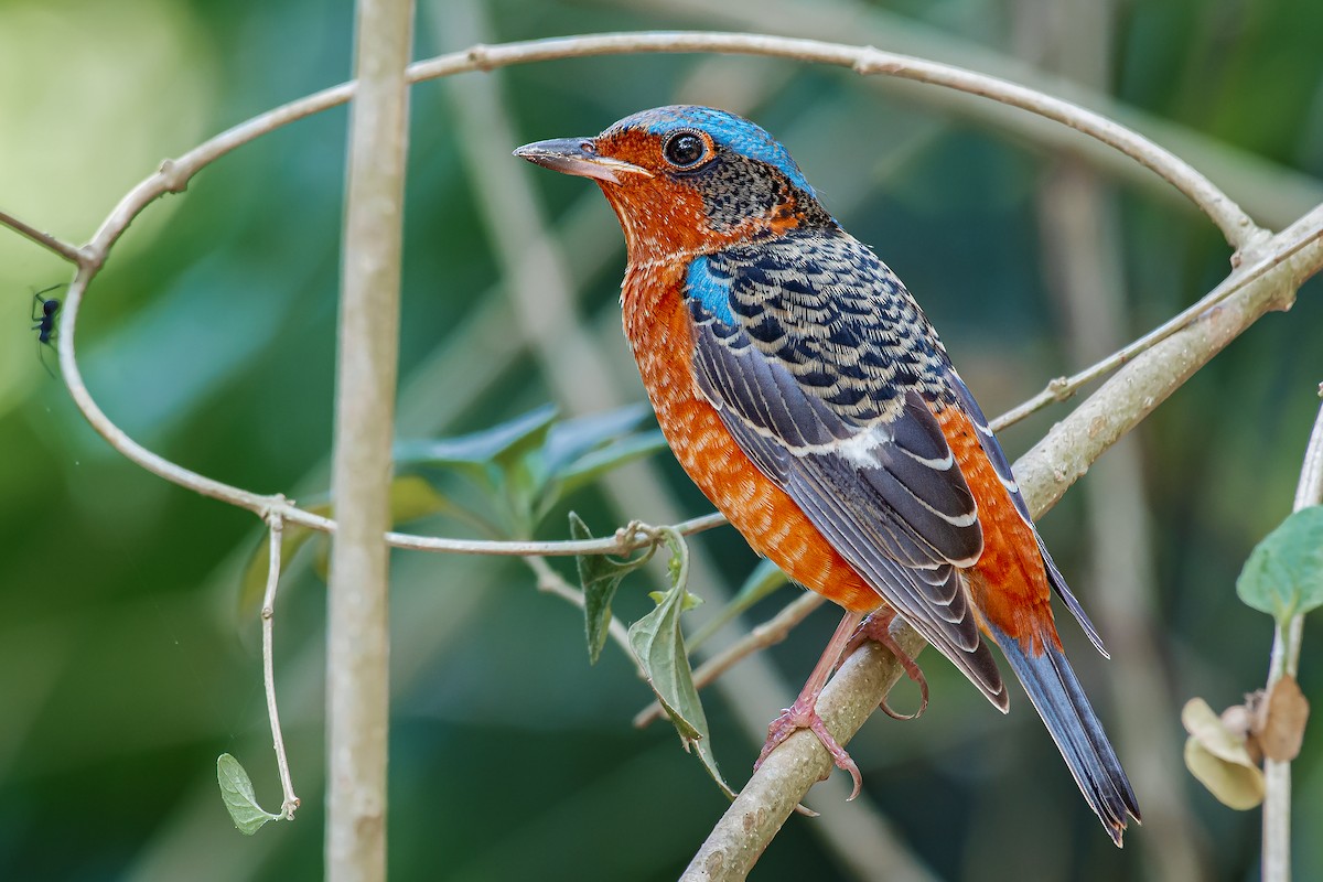 Ak Boğazlı Taşkızılı - ML644861556