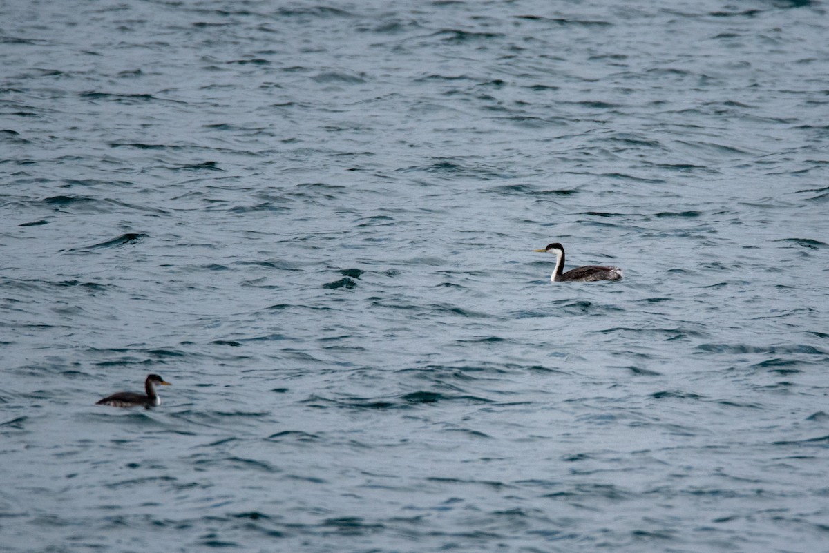Western Grebe - ML644861558