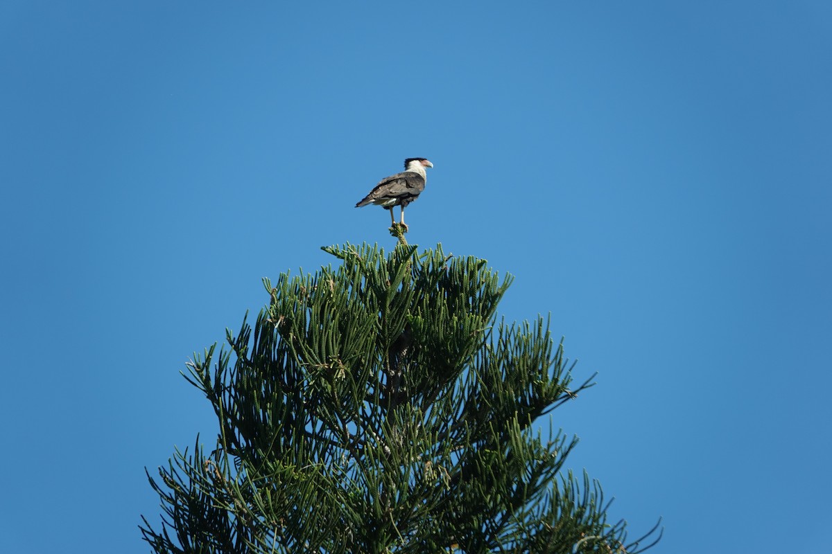 Crested Caracara - ML644861560