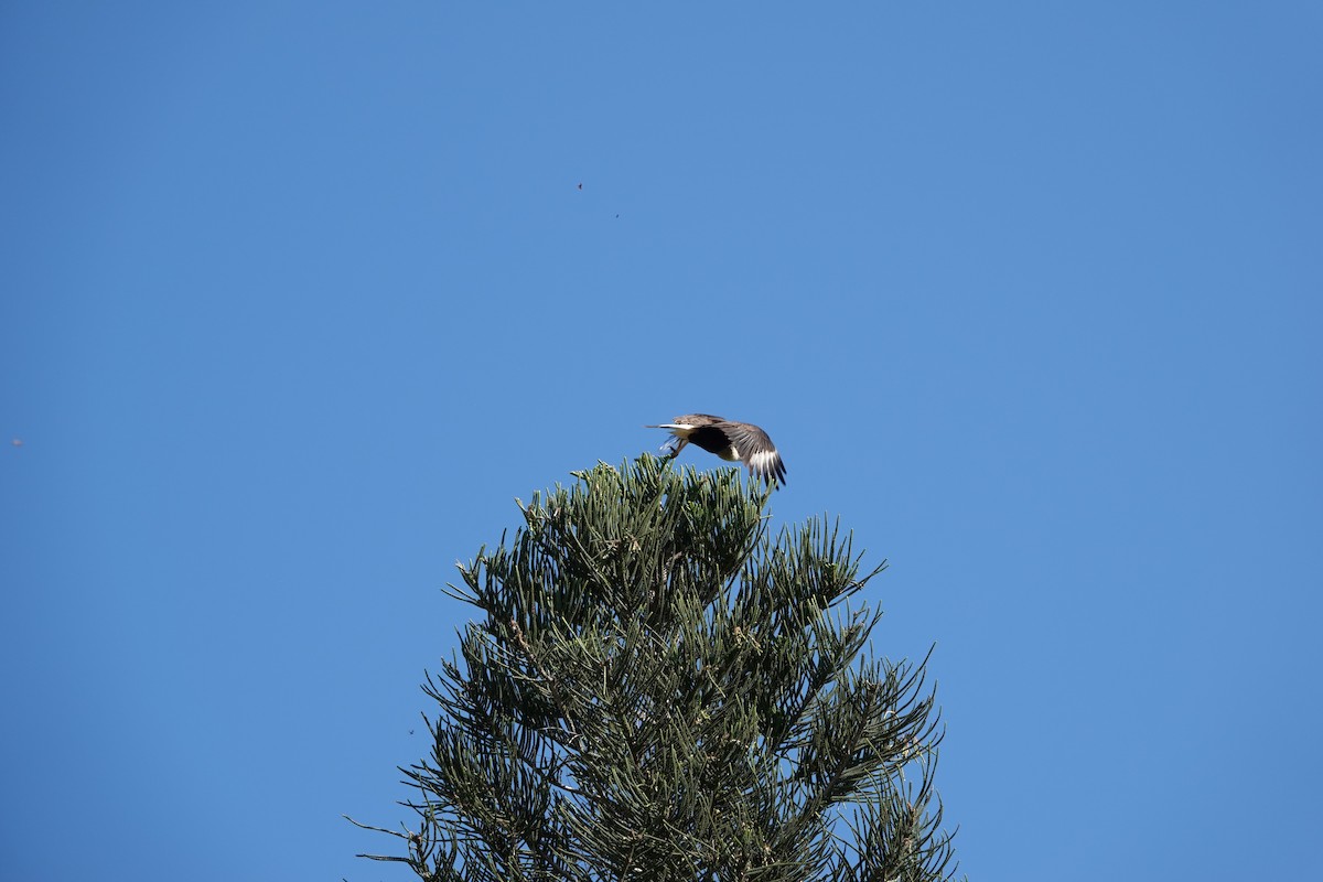 Crested Caracara - ML644861561