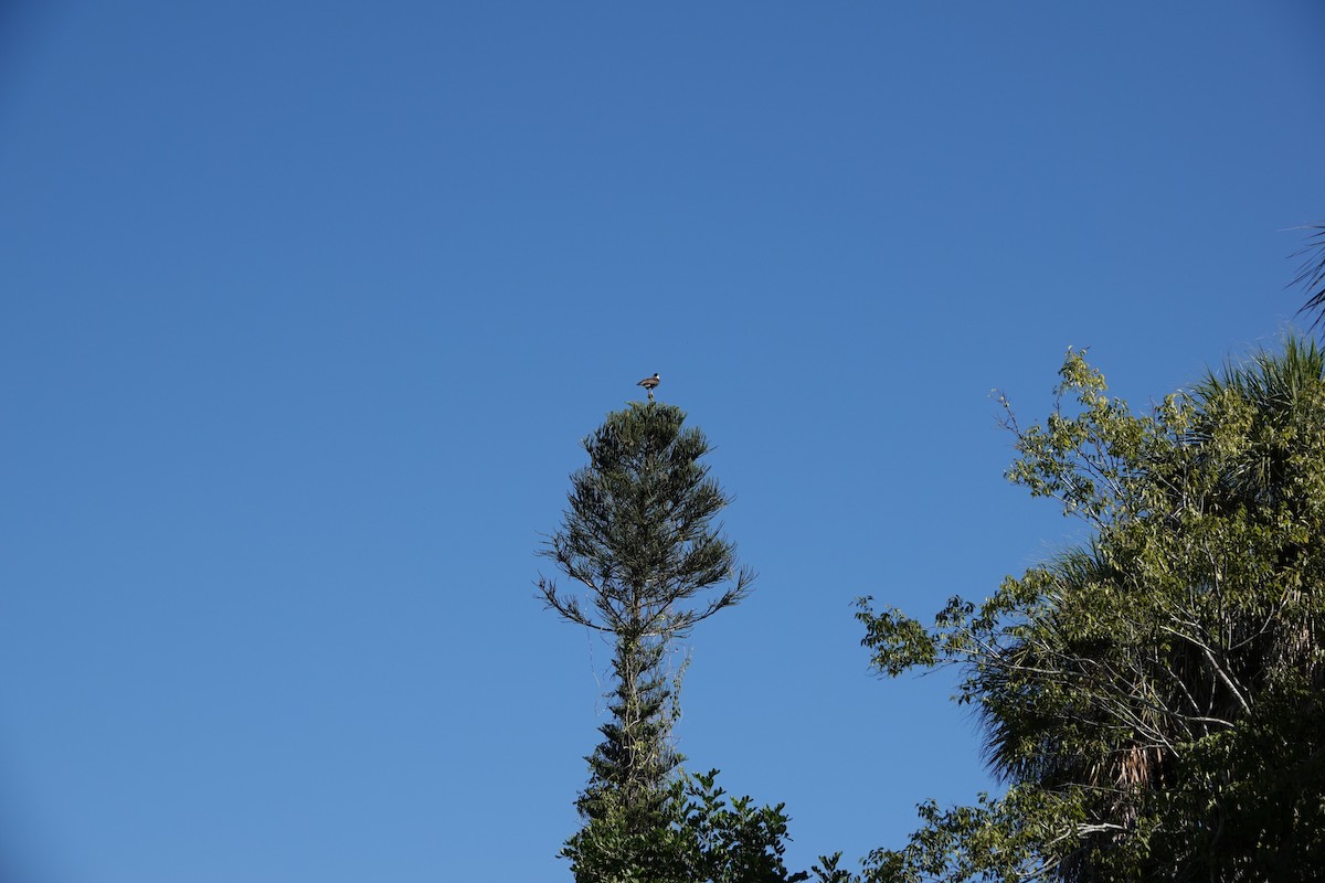 Crested Caracara - ML644861562