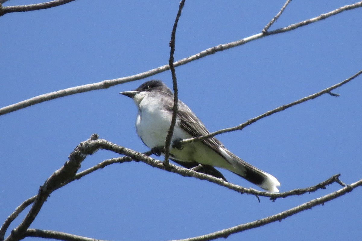 オウサマタイランチョウ - ML644861564