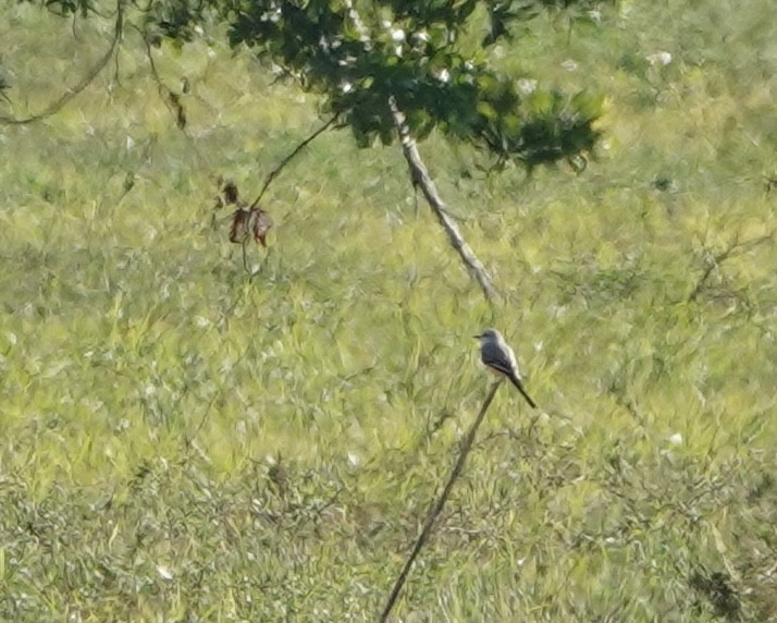 Scissor-tailed Flycatcher - ML644861566