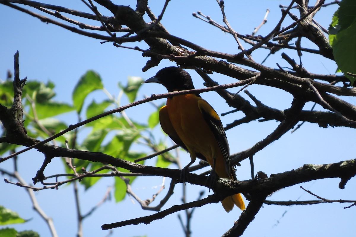 ボルチモアムクドリモドキ - ML644861568