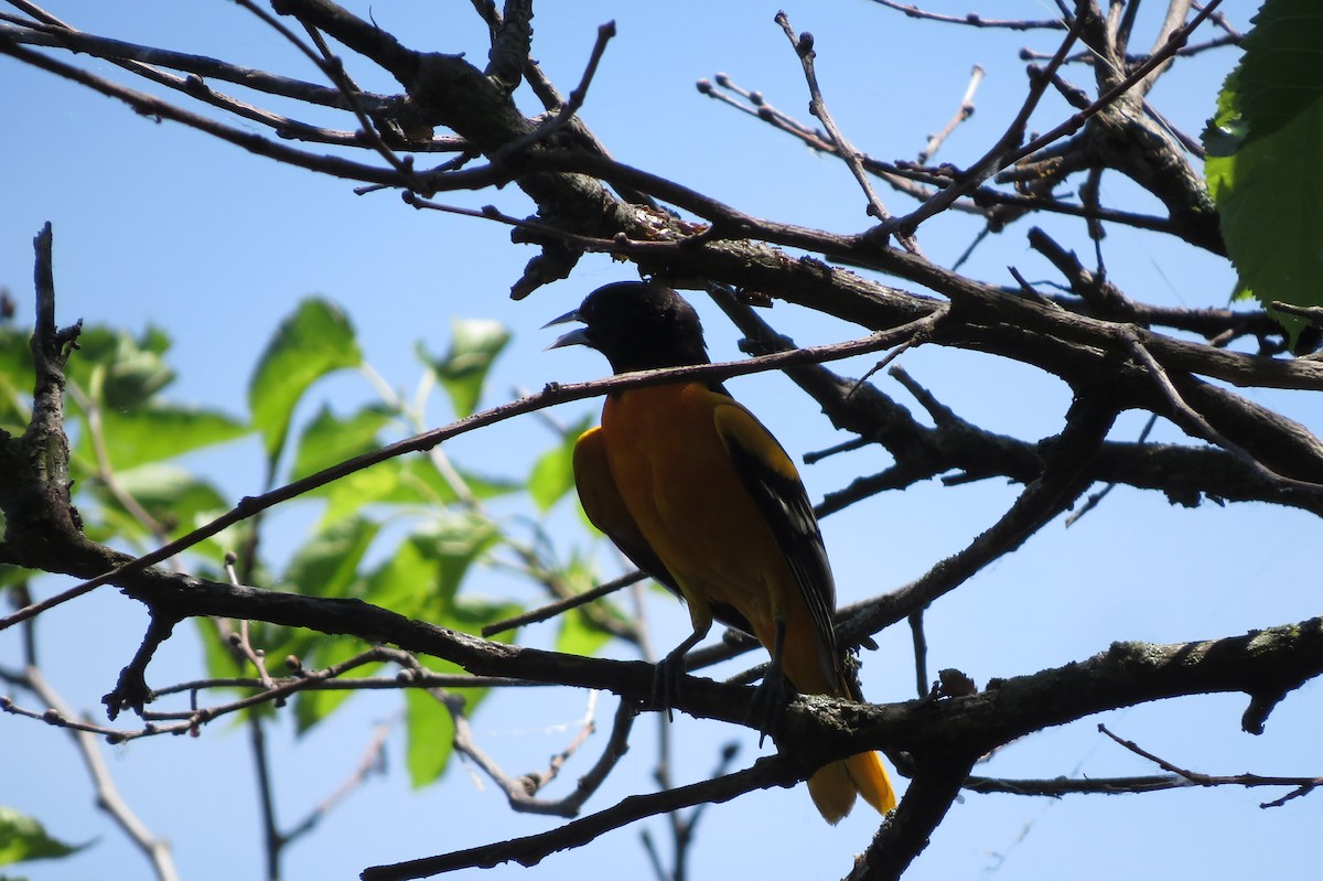 ボルチモアムクドリモドキ - ML644861569