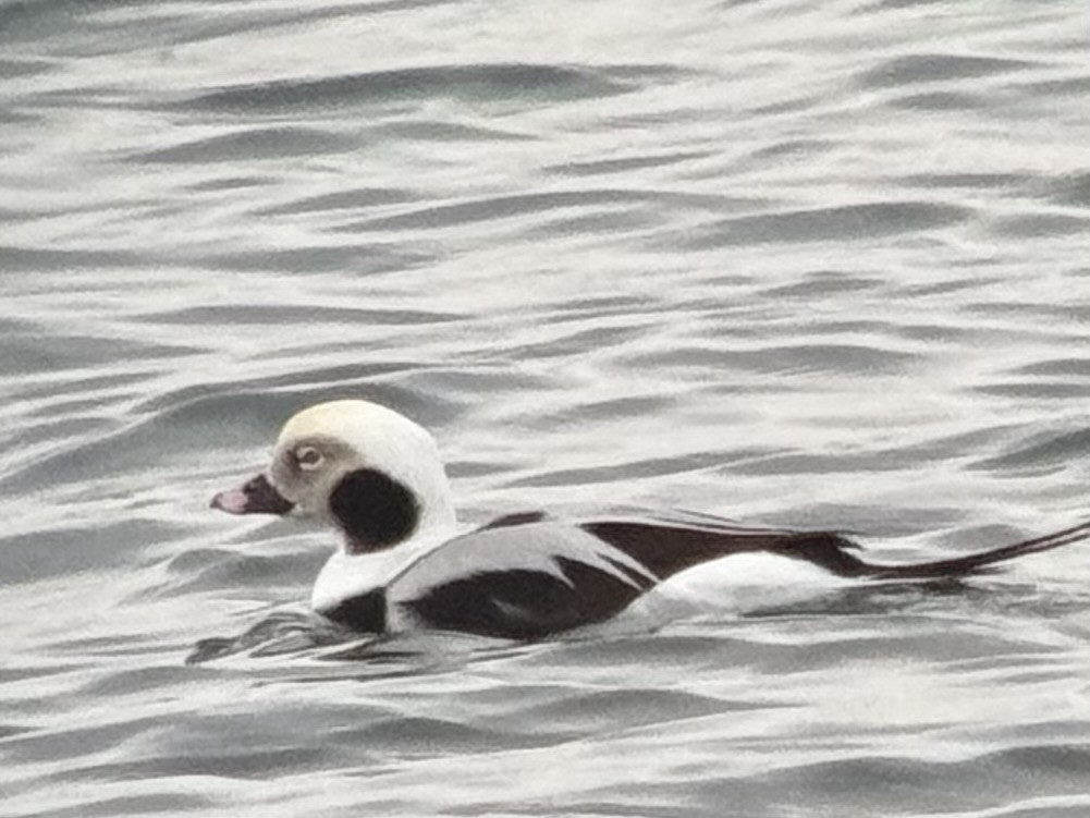 Long-tailed Duck - ML644861571