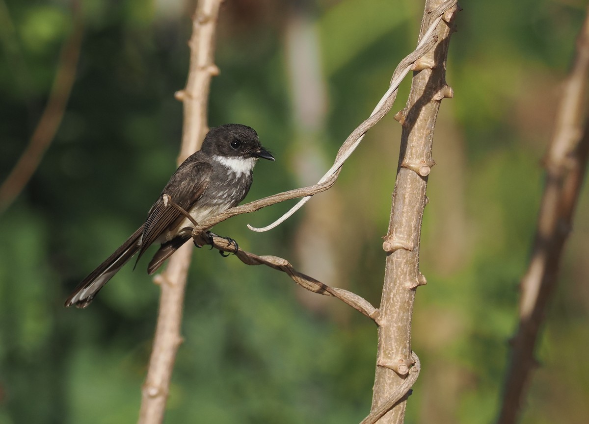 Northern Fantail (Banda Sea) - ML644861585