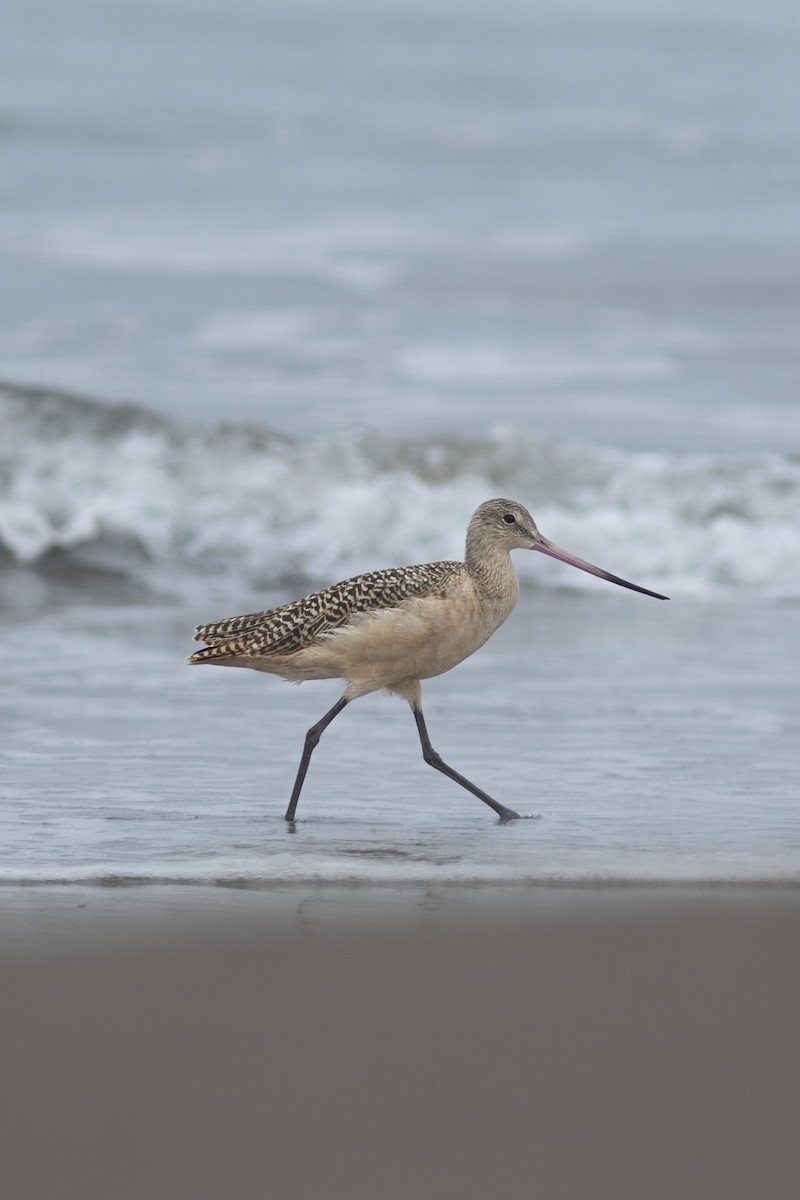 Marbled Godwit - ML644861596