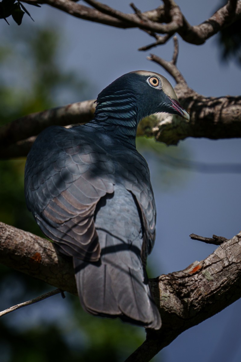White-crowned Pigeon - ML644861619