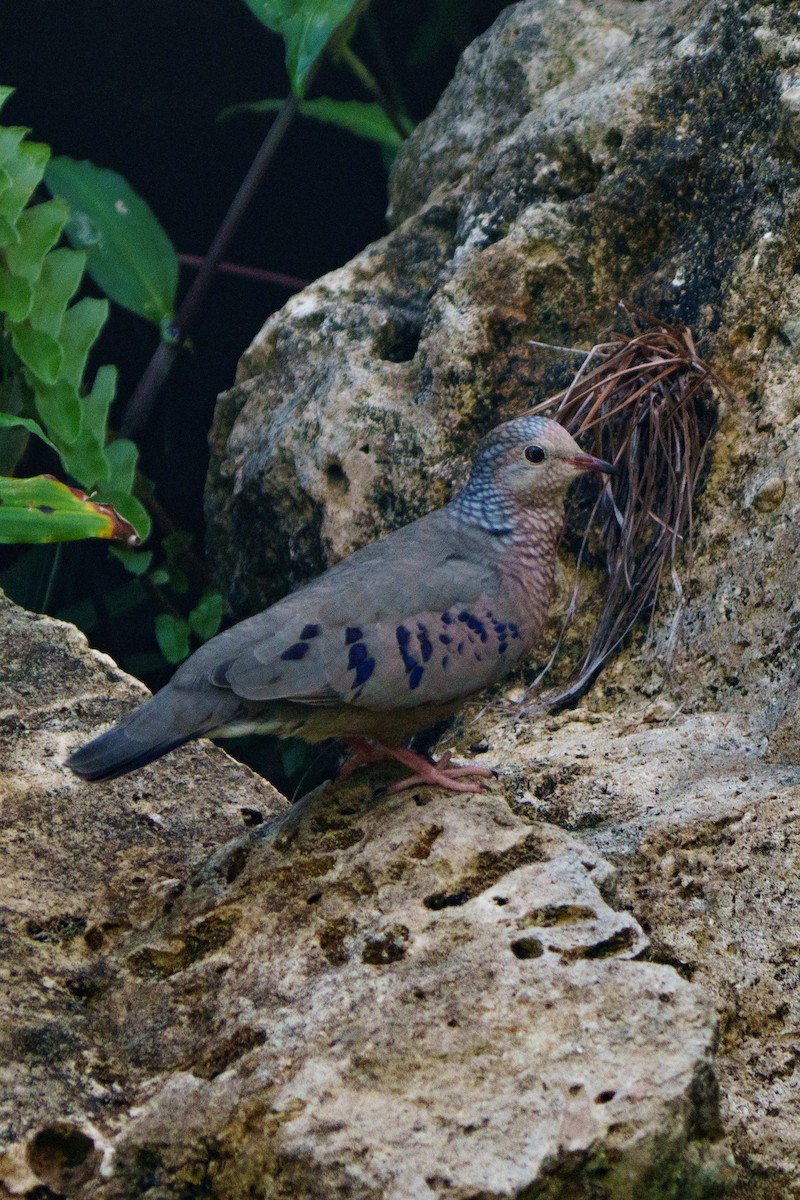 Common Ground Dove - ML644861626