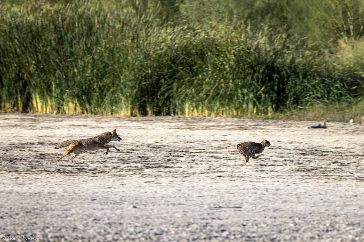 Coyote - ML644861628