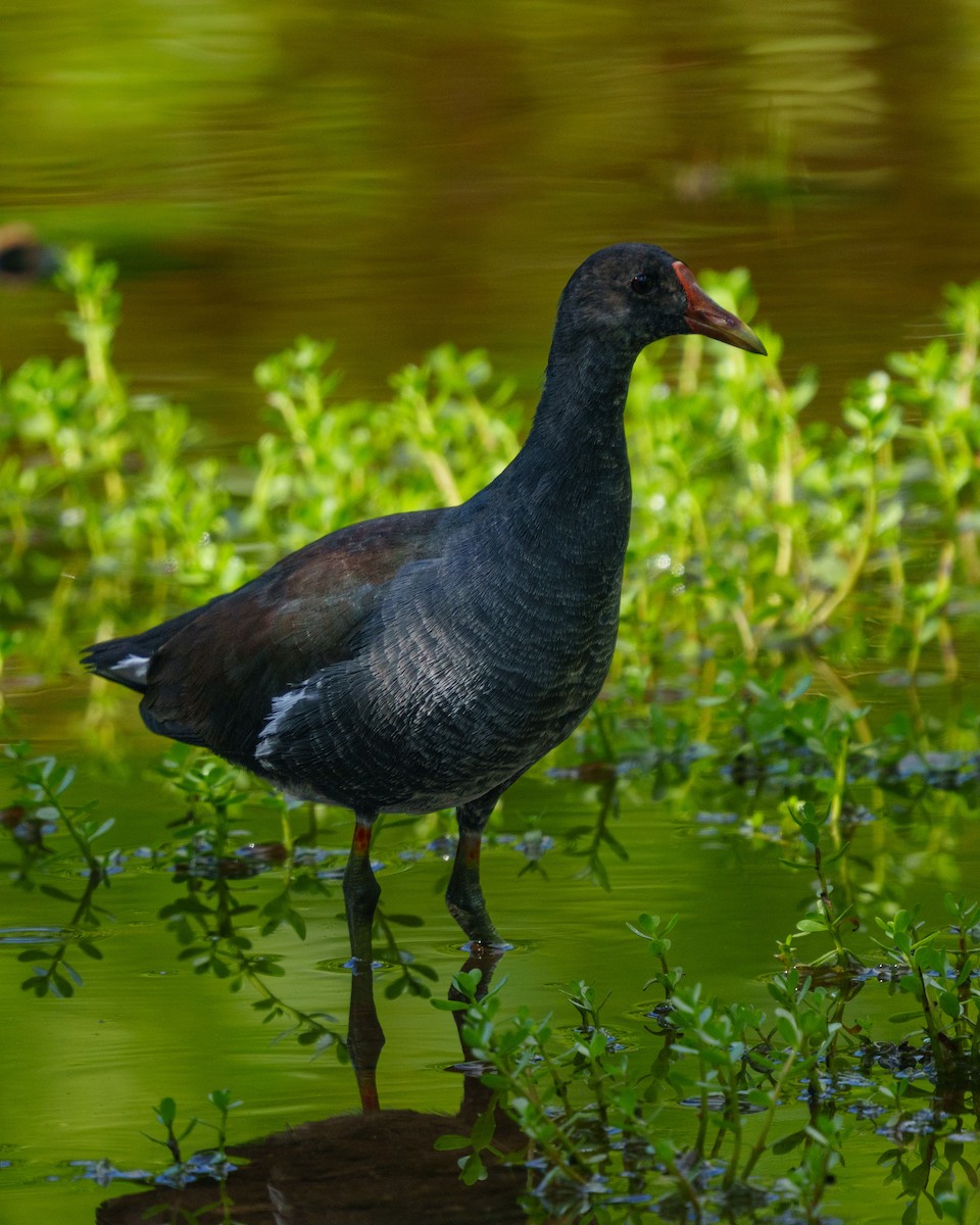 Common Gallinule - ML644861631