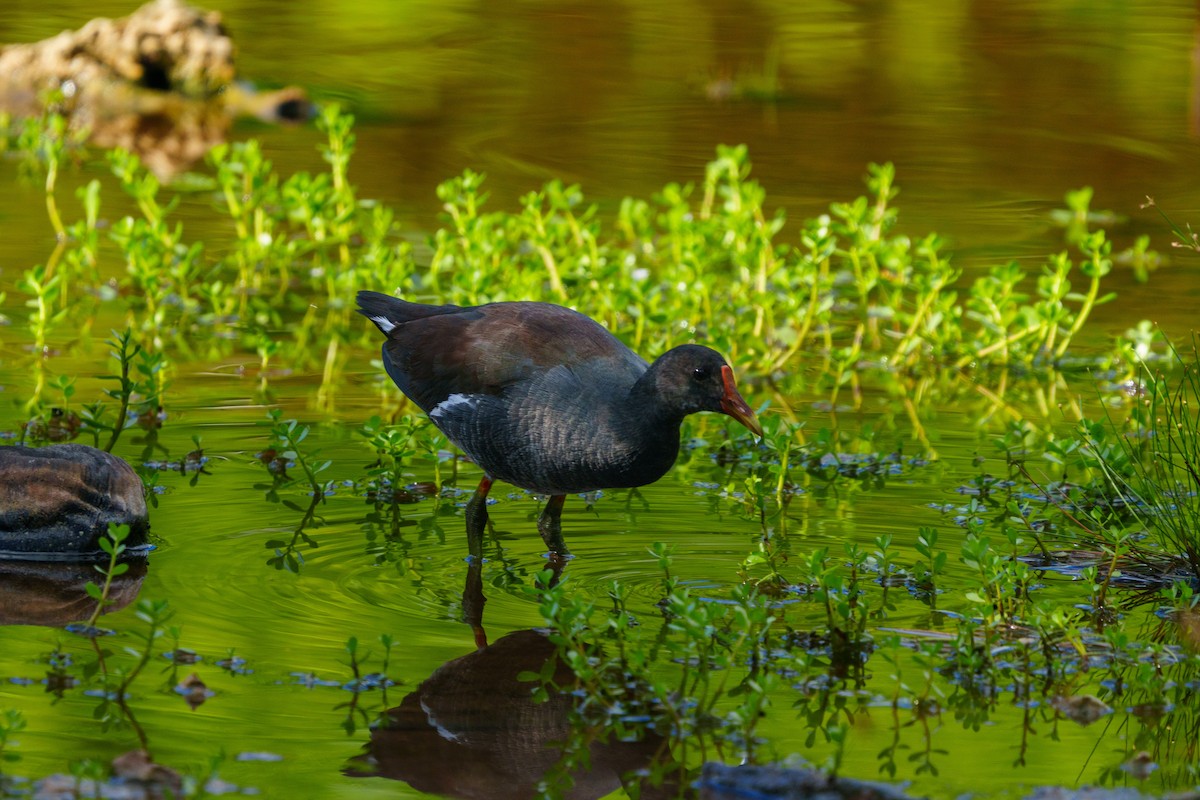 Common Gallinule - ML644861633