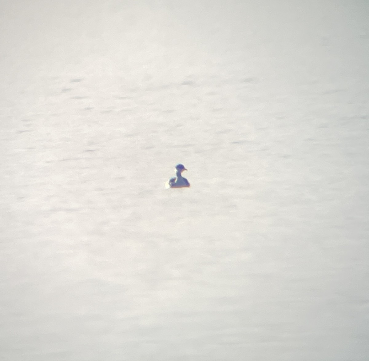 Horned Grebe - ML644861636