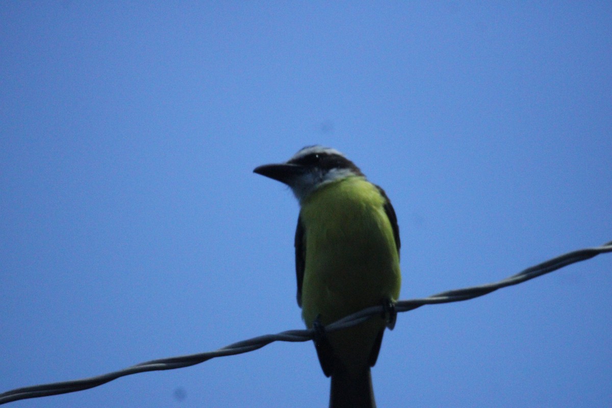 Пітанга-великодзьоб - ML644861641