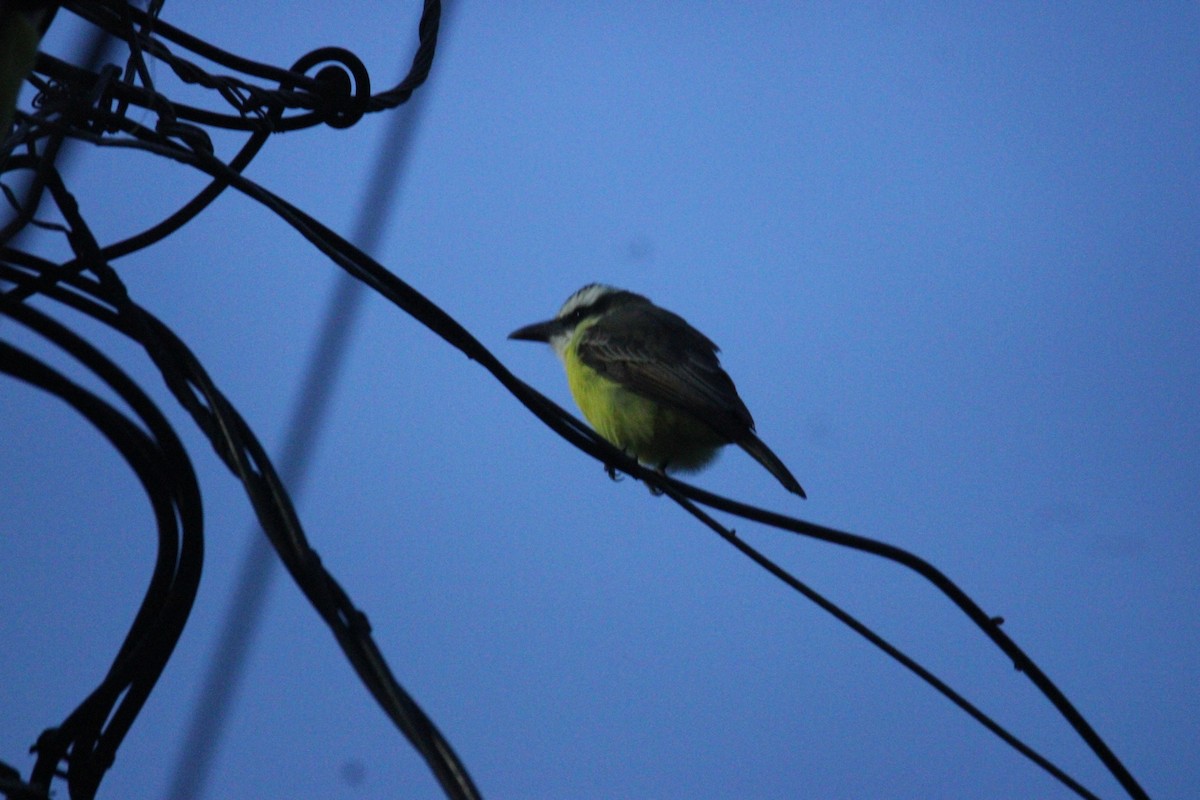 Пітанга-великодзьоб - ML644861643