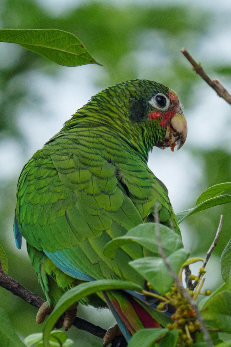 Amazone de Cuba - ML644861648