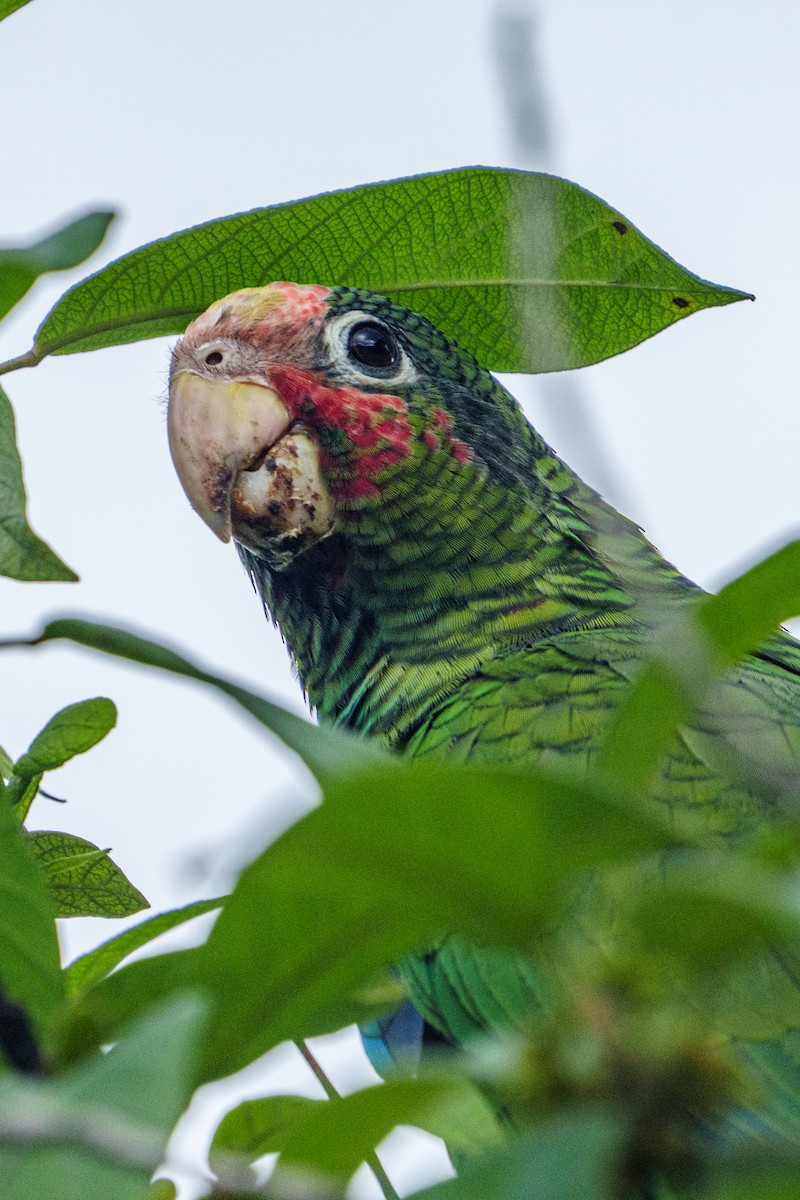 Amazone de Cuba - ML644861650