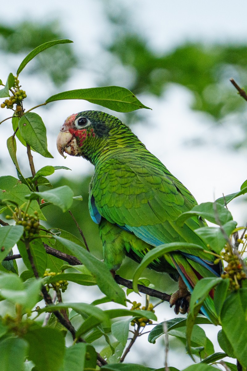 Amazone de Cuba - ML644861651