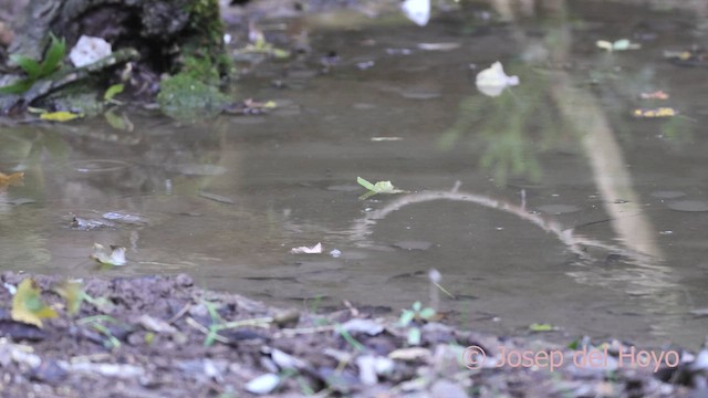 Eurasian Sparrowhawk - ML644861655