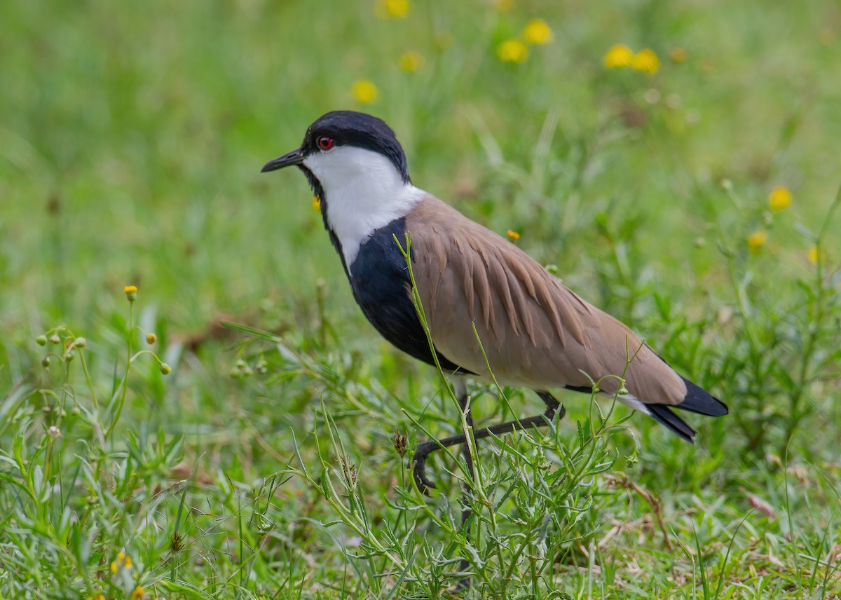 Vanneau à éperons - ML644861657