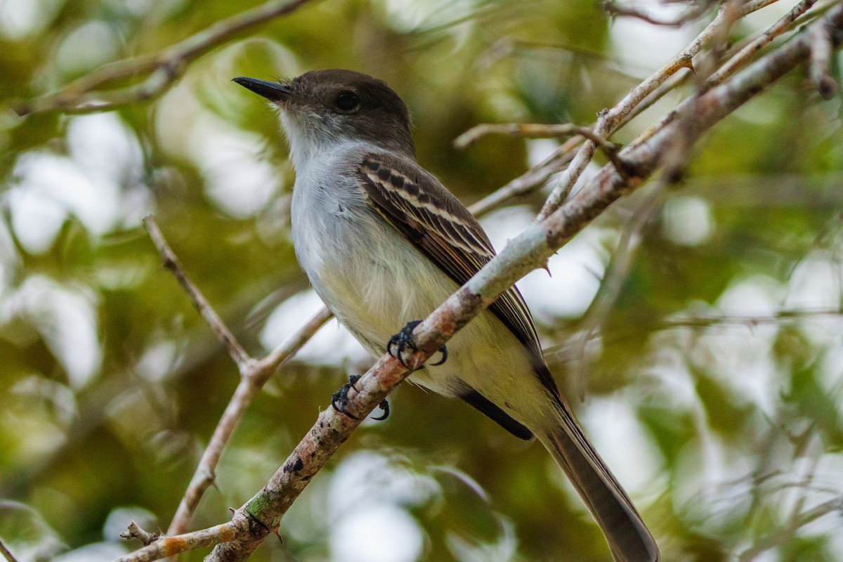 La Sagra's Flycatcher - ML644861666
