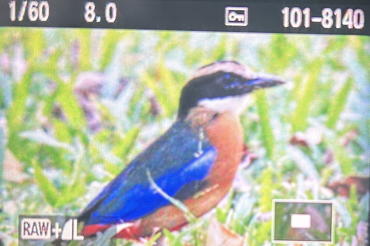 Blue-winged Pitta - ML644861670