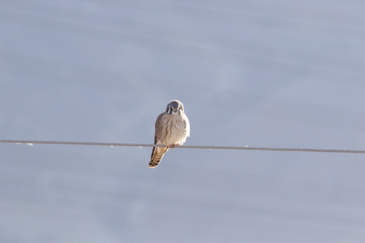 American Kestrel - ML644861674