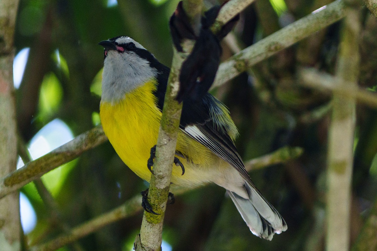 Bananaquit - ML644861677