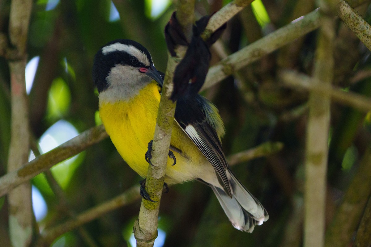 Bananaquit - ML644861678